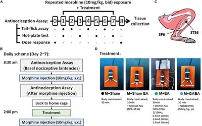 Effect of Electro-Acupuncture at ST36 and SP6 on the cAMP -CREB Pathway and mRNA Expression Profile in the Brainstem of Morphine Tolerant Mice